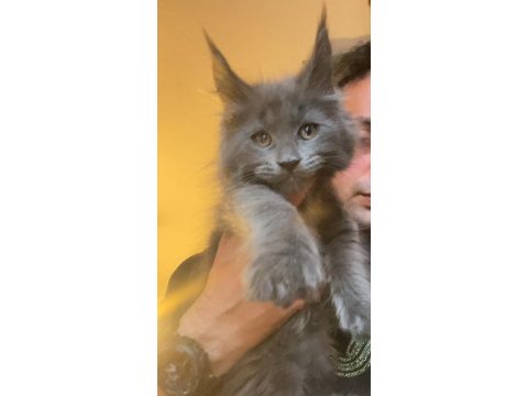 Xxxl 2 erkek yavru maine coon