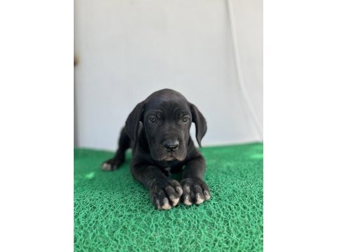 3 aylık cane corso yavrular