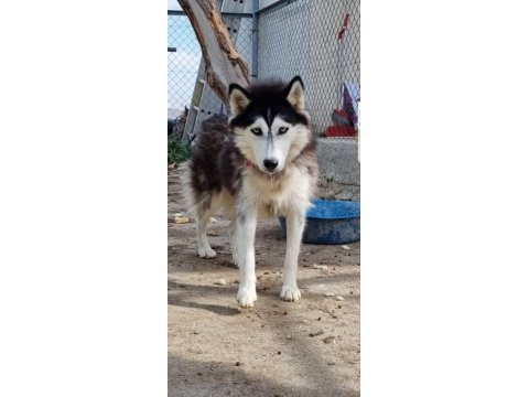 Maviş gözlü safkan husky minikler