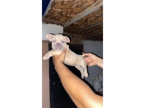 A kalite french bulldog yavrular günü gelen aşıları yapıldı