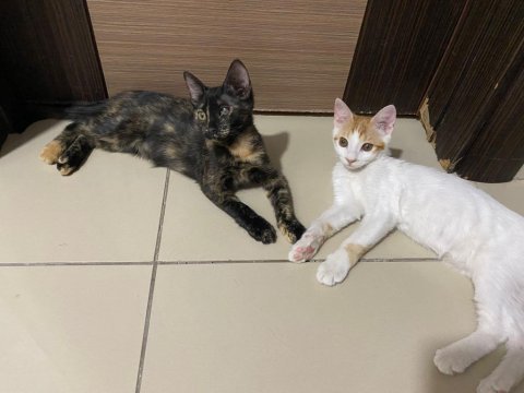 İki oyuncu kız kardeş kediyi ücretsiz sahiplendiriyorum
