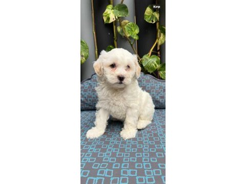 2 aylık maltipoo