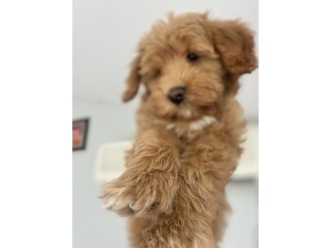 Maltipoo detaylar için telefonla görüşüm sağlayacağım