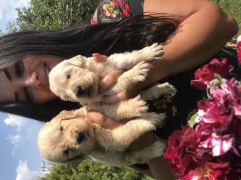 Baby face golden retriever yavrularım