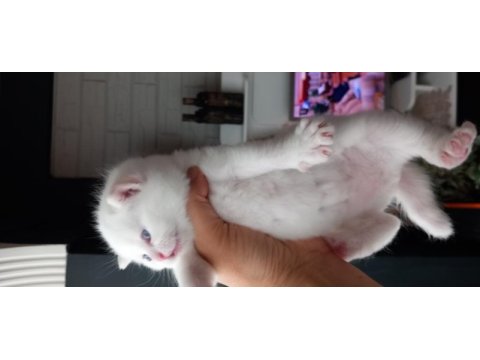 Kaliteli british shorthair yavrular