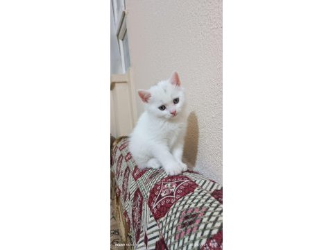 55 günlük beyaz british shorthair