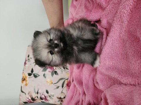Pomeranian boo
