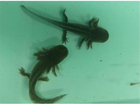 Axolotl semenderi çok tatlı adana