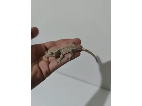 Evil crested geckolar