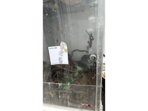 Yetişkin erkek crested gecko ve 40x40x60 teraryum
