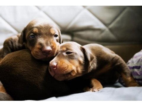 King doberman yavruları