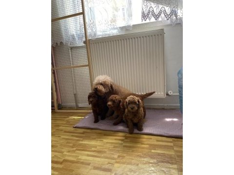 Wc eğitimli toy poodle yavrularımız teslime hazır ank