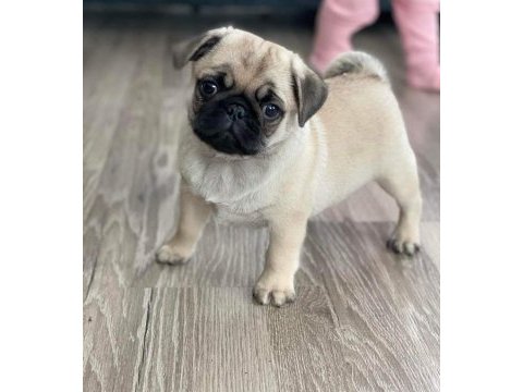 Üst segment gül kuyruk pug mops