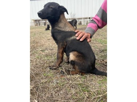 Malinois koyu renk sevenlere