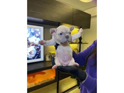 Egzotik french bulldog yavrularım harika renkler ve anatom