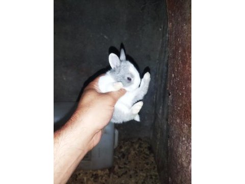 Cüce tavşan yavrularımız