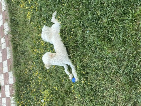 9 aylık toy poodle sahiplendirme
