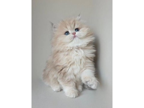 Dünya güzeli kusursuz bebek ay golden british longhair 