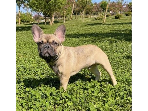 Aşılı ısabella ve fluffy taşıyıcı erkek french bulldog