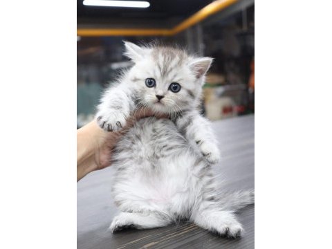 British shorthair 55 günlük