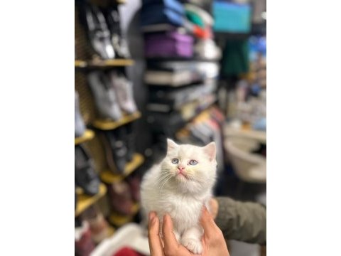 British shorthair ve scottish fold yavrularımız