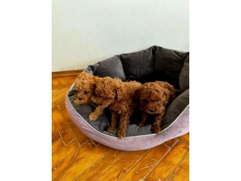 Poodle kızlarıma yuva