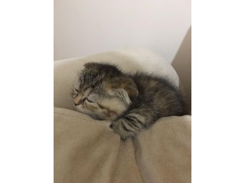 Bal suratlı scottish fold yavrumuza yeni yuva arıyoruz