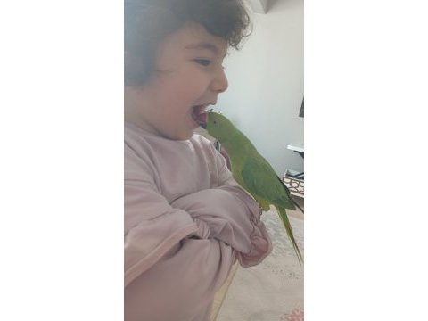 Pakistan papağanımız 1 yaşında