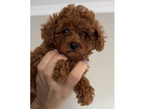Bebekler gitmeye hazır poodle