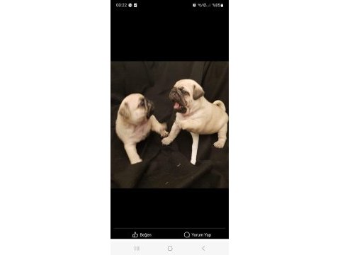 Safkan orjinal pug yavruları