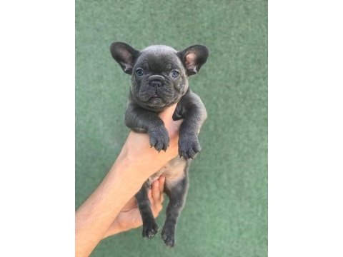 A+ kalite blue french bulldog yavrular