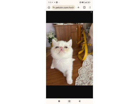 Exotıc shorthaır erkek 