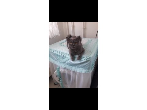 Sahiplendirme mama ile british shorthair