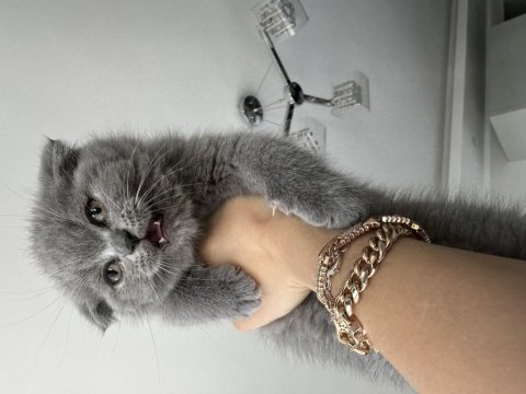 British shorthair 23 aralık doğumlu