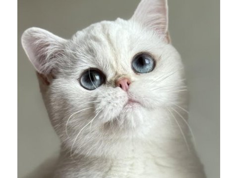 Kısırlaştırma şartıyla ücretsiz british shorthair