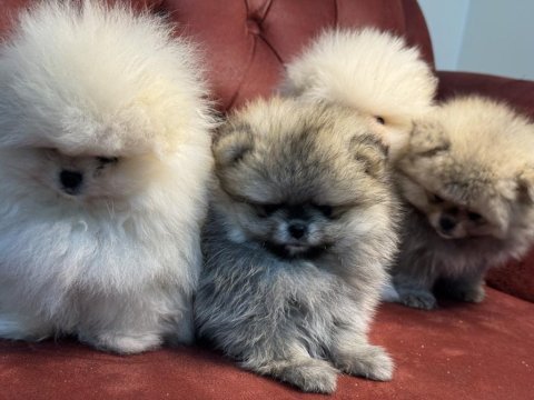 Çok özel ayı suratlı pomeranian boo yavrular