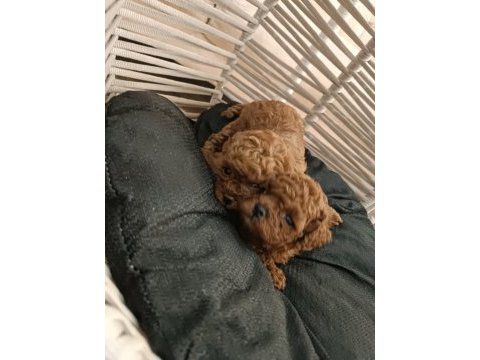 Son iki adet kaldı toy poodle teacap