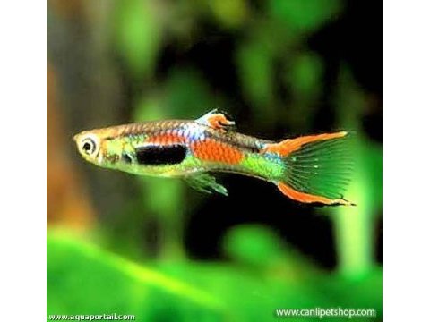 Endler lepistes