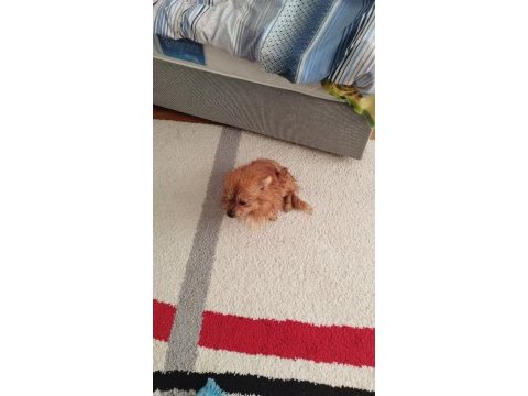 Shiba inu mix breeds köpeğimiz