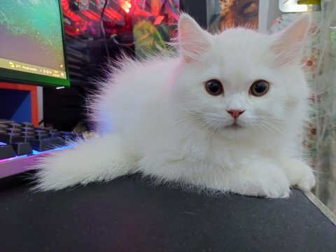 British longhair