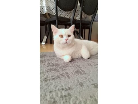 Sağlık sorunlarımdan dolayı kedime yeni yuva arıyorum