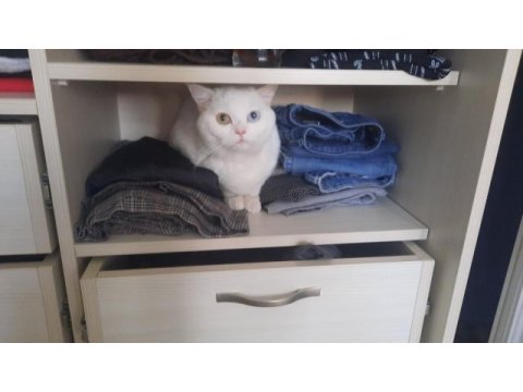 Mavi yeşıl gözlü odd eyes scottısh straıght