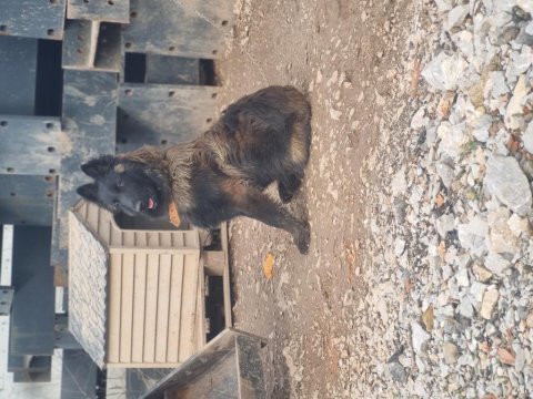 İyinin iyisini arayanlara malinois