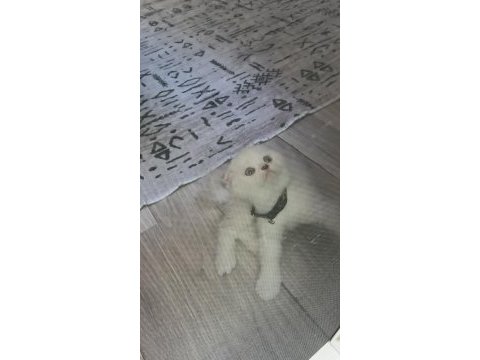 Sevimli scottish fold kedicikler