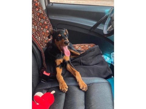 Aşıları yapılmış doberman