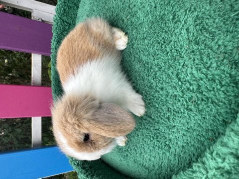 Renk renk hollanda ve teddy lop tavşan bebekler