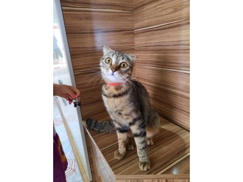Kıvrık kulak yeni yuva arıyor