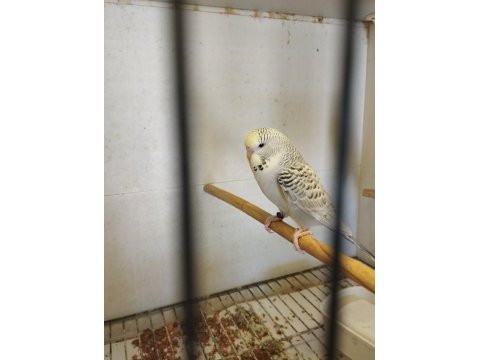Yeni yeme düşmüş teksas jumbo muhabbet kuşu yavruları