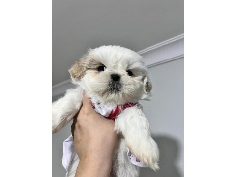 Safkan shih-tzu yavruları