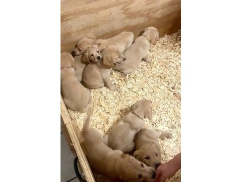 Burkemden a kan labrador yavruları